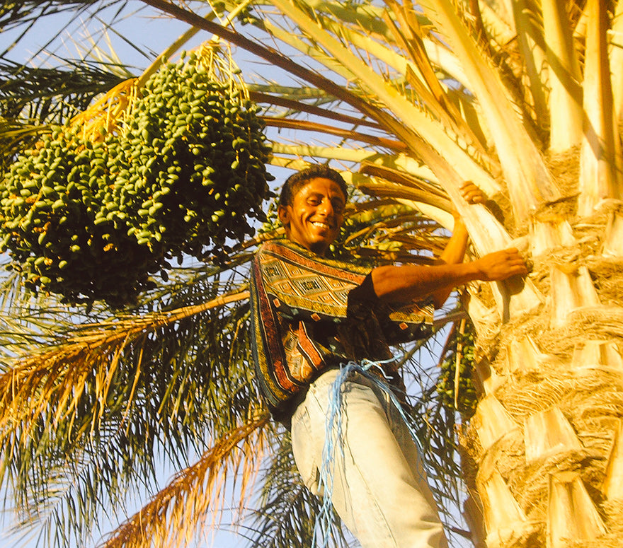 South Organic - gebana Magrehb