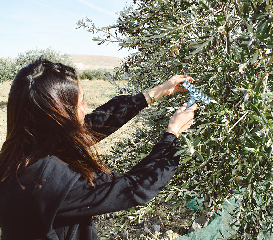 Amri Bio Tunisian American Olive Oil Company