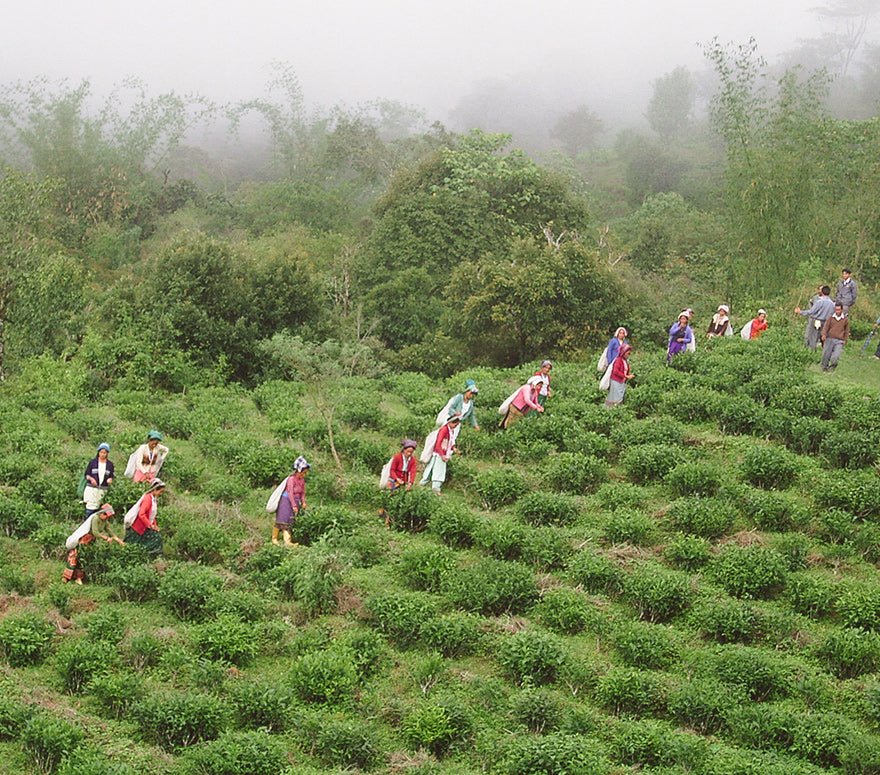 Tea Promoters (India) Pvt. Ltd. - TPI