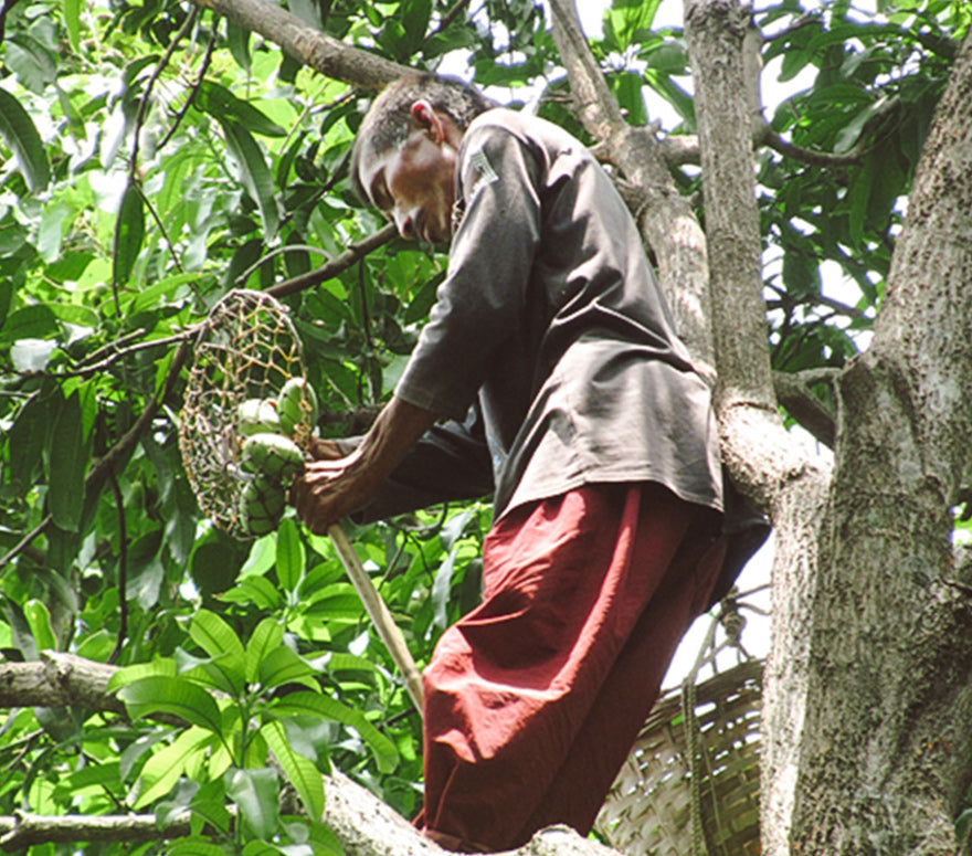 Preda Foundation, Inc.