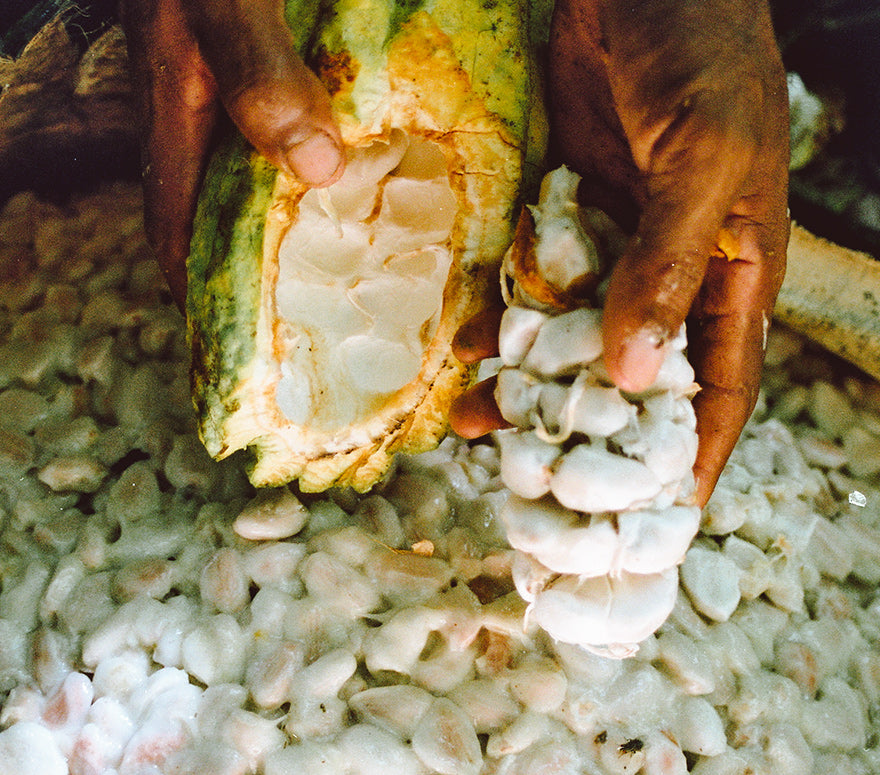 Coordinadora Nacional de Cacaocultores Dominicanos - CONACAD