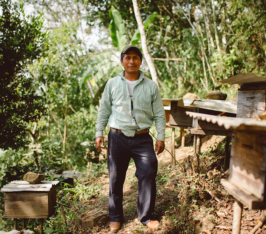 Cooperativa de Producción Tzeltal-Tzotzil S. C. L