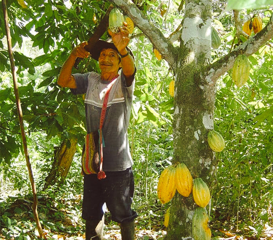 Cooperativa Agraria Cafetalera PANGOA LTDA.