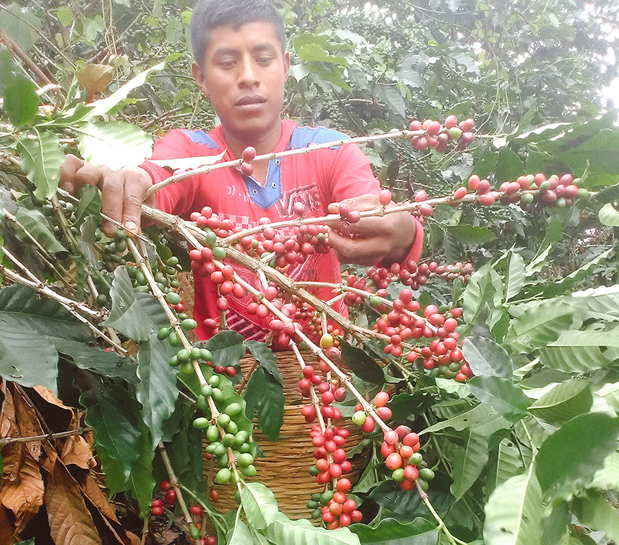 Indígenas de la Sierra Madre de Moto zintla San Isidro Labra
