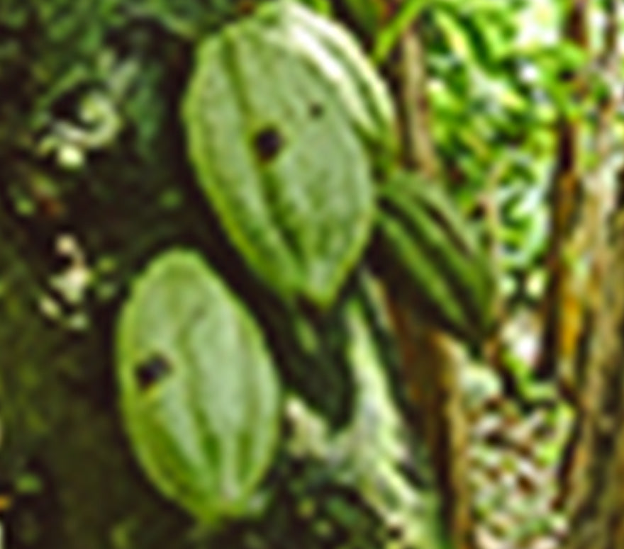 Cooperativa Agraria Norandino Ltda.