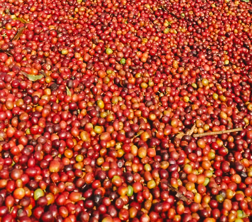 Chercher Oda Bultom Farmers Cooperatives Union (COBFCU)