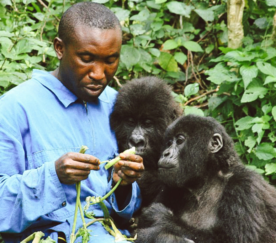 Original Beans Kongo