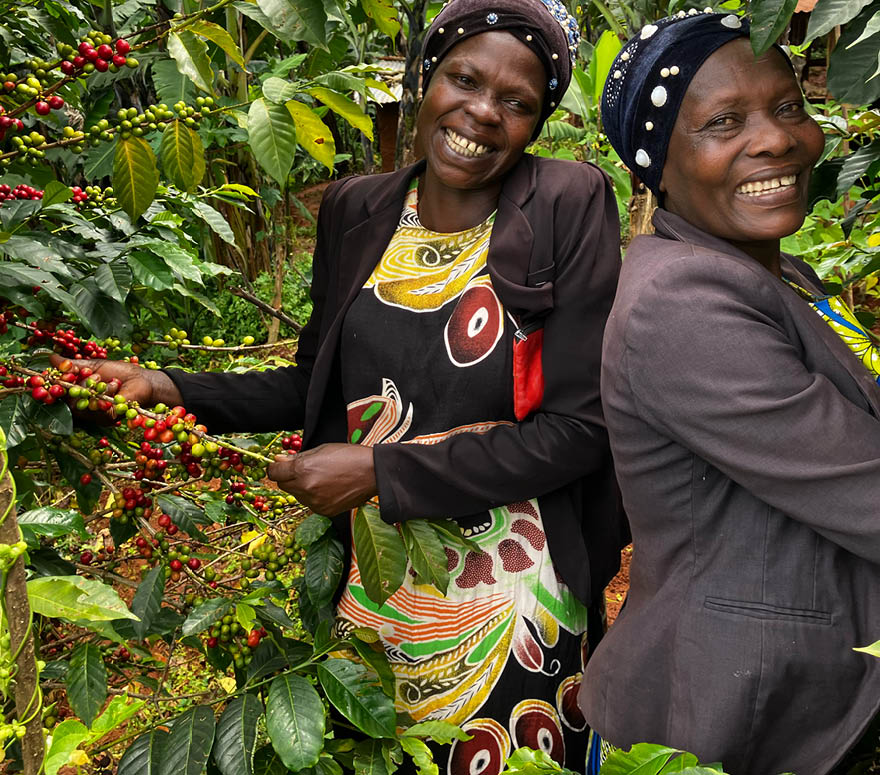 MEACCE (Mount Elgon Agroforestry Communities Cooperative Enterprise)