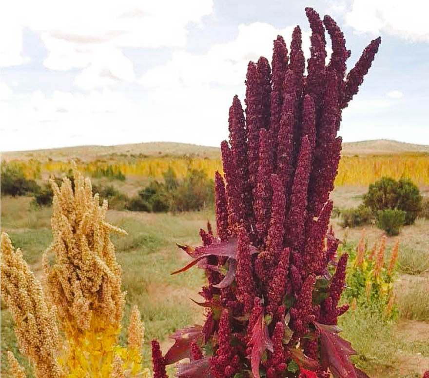 Asociacion Multidisciplinario en produccion de quinua real o