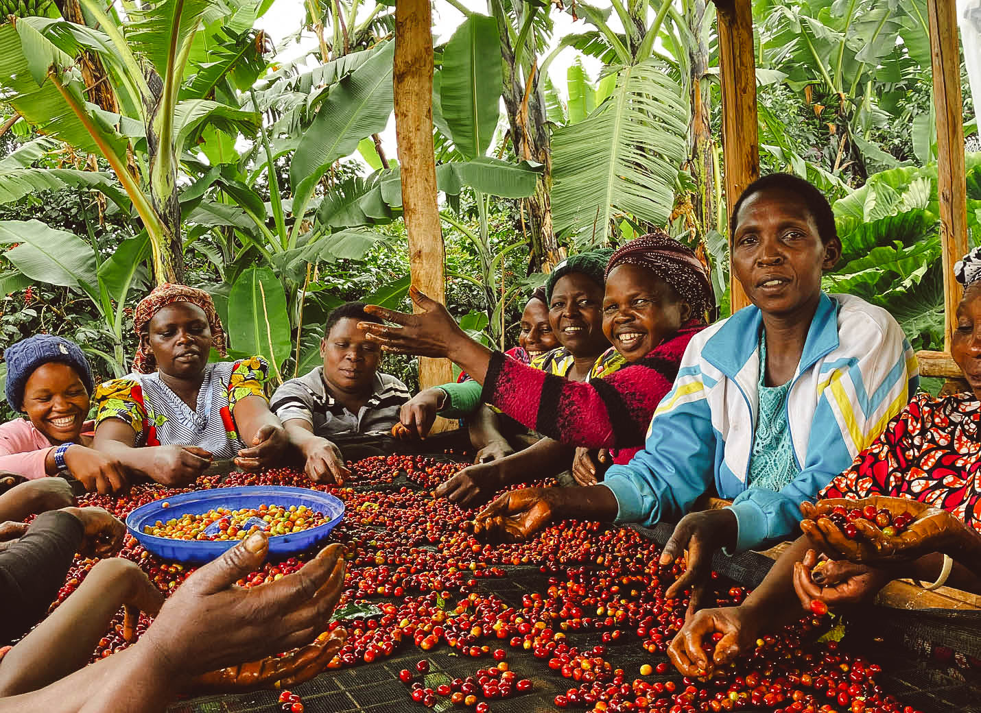 MEACCE (Mount Elgon Agroforestry Communities Cooperative Enterprise)
