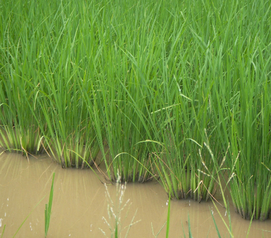 Green Net Cooperative - GNC